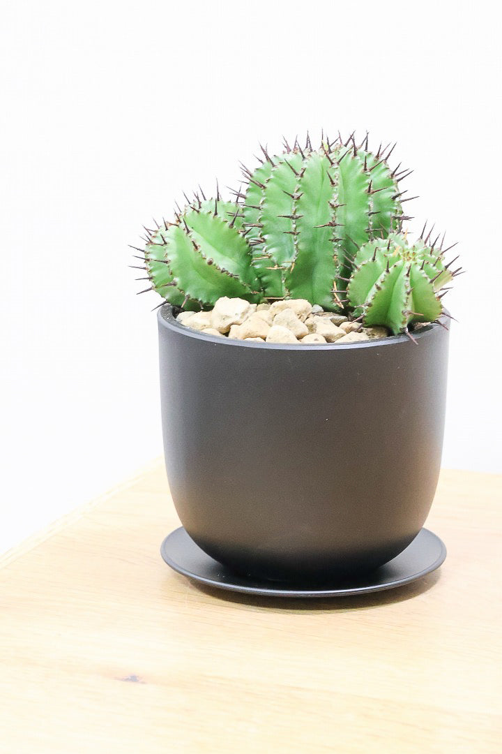 【ユーフォルビア ポリゴナ】群生した美しい樹形!かわいいフォルムなのでおすすめです!今回は軽量なプラスチック鉢での入荷です!