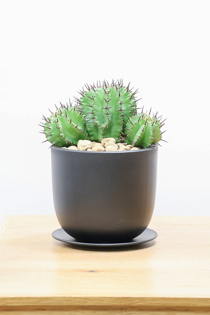 【ユーフォルビア ポリゴナ】群生した美しい樹形!かわいいフォルムなのでおすすめです!今回は軽量なプラスチック鉢での入荷です!