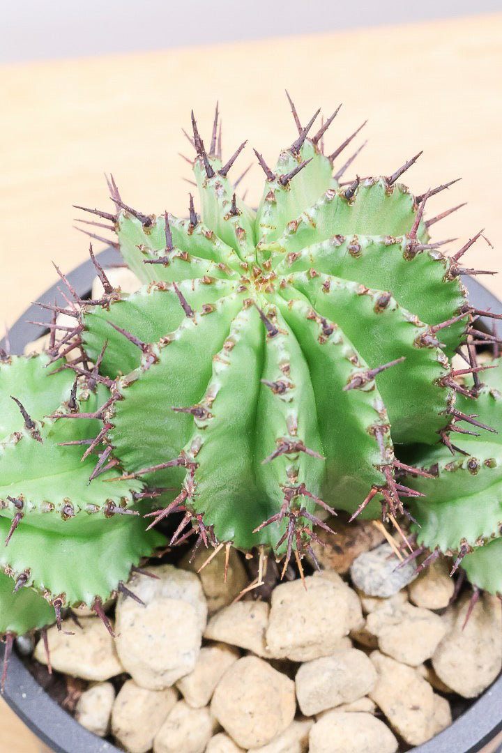 【ユーフォルビア ポリゴナ】群生した美しい樹形!かわいいフォルムなのでおすすめです!今回は軽量なプラスチック鉢での入荷です!