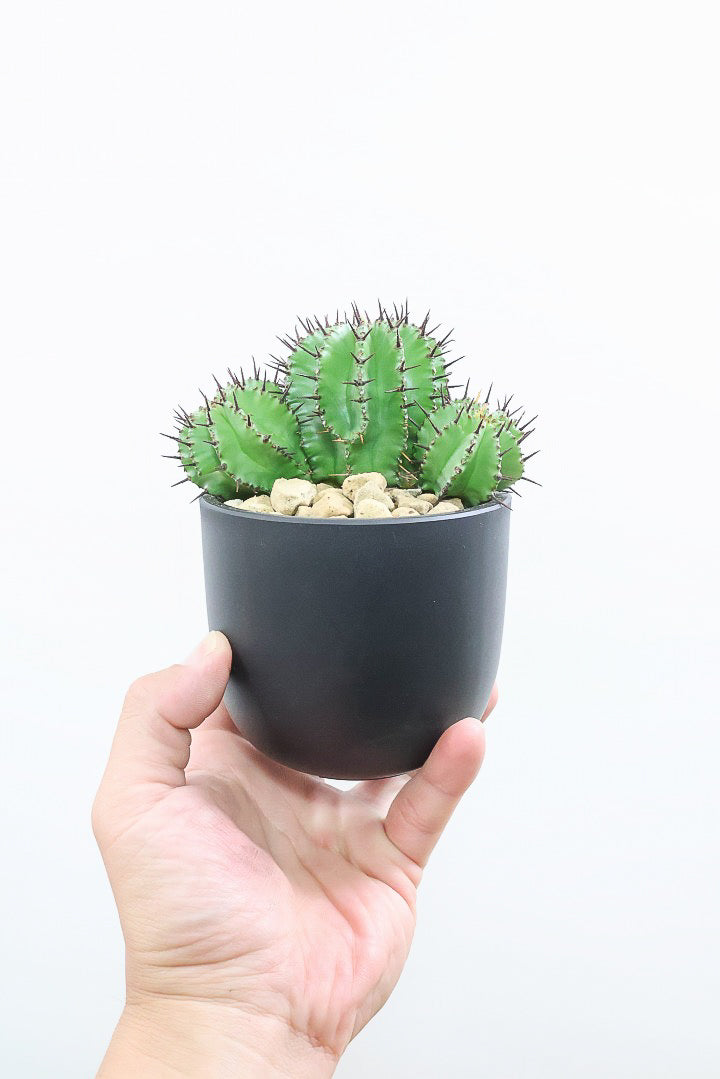 【ユーフォルビア ポリゴナ】群生した美しい樹形!かわいいフォルムなのでおすすめです!今回は軽量なプラスチック鉢での入荷です!