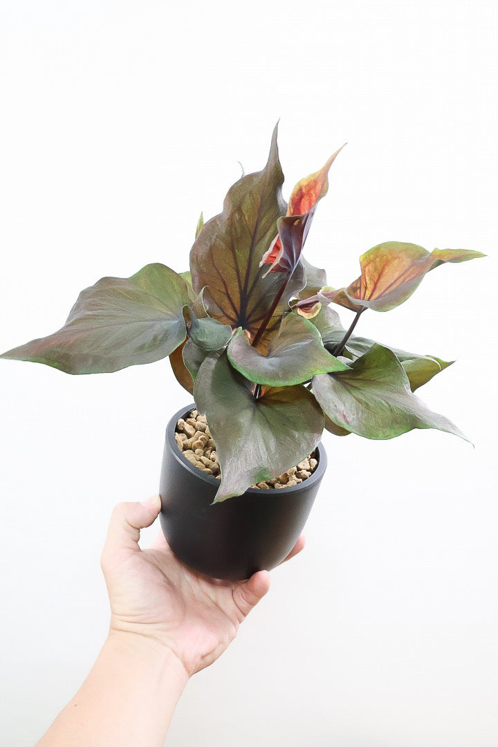 【カラジウム ブラック】ダークな大人の葉色。ボリュームもありますよ!軽量で扱いやすいプラスチックPOTです!