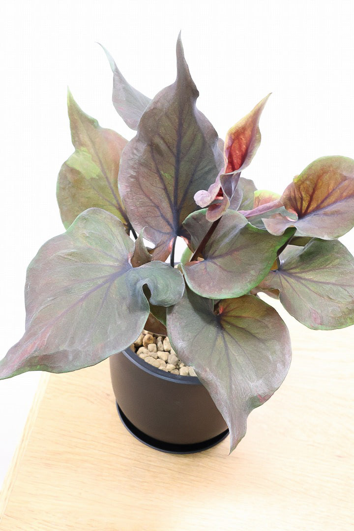 【カラジウム ブラック】ダークな大人の葉色。ボリュームもありますよ!軽量で扱いやすいプラスチックPOTです!