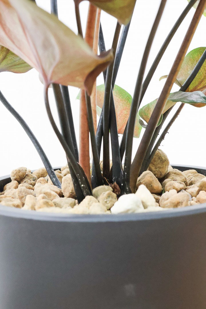 【カラジウム ブラック】ダークな大人の葉色。ボリュームもありますよ!軽量で扱いやすいプラスチックPOTです!