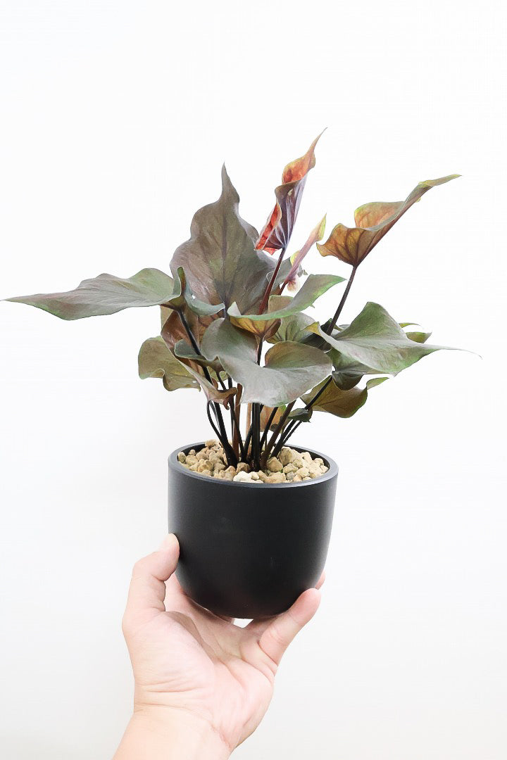 【カラジウム ブラック】ダークな大人の葉色。ボリュームもありますよ!軽量で扱いやすいプラスチックPOTです!