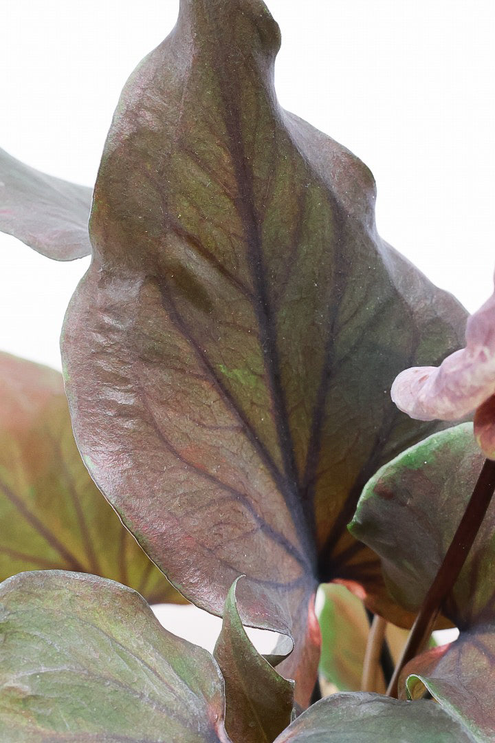 【カラジウム ブラック】ダークな大人の葉色。ボリュームもありますよ!軽量で扱いやすいプラスチックPOTです!