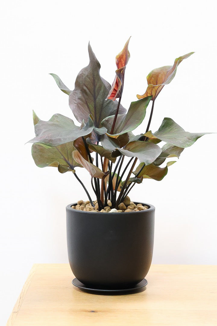 【カラジウム ブラック】ダークな大人の葉色。ボリュームもありますよ!軽量で扱いやすいプラスチックPOTです!