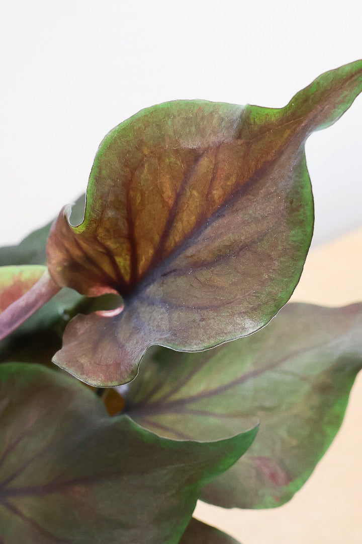 【カラジウム ブラック】ダークな大人の葉色。ボリュームもありますよ!軽量で扱いやすいプラスチックPOTです!