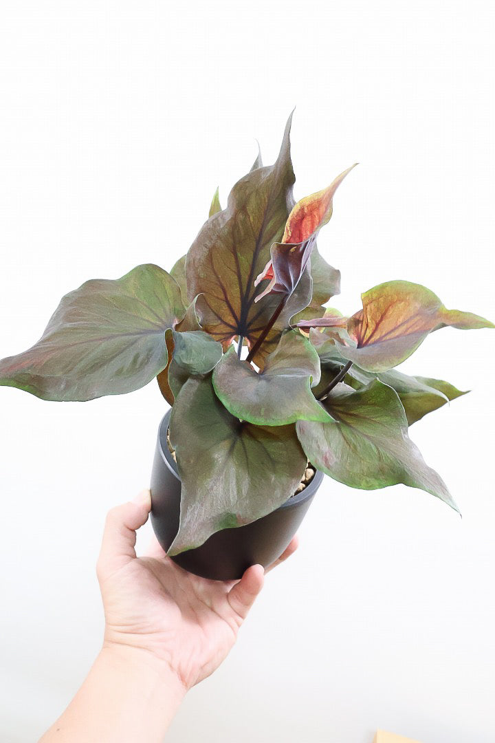 【カラジウム ブラック】ダークな大人の葉色。ボリュームもありますよ!軽量で扱いやすいプラスチックPOTです!