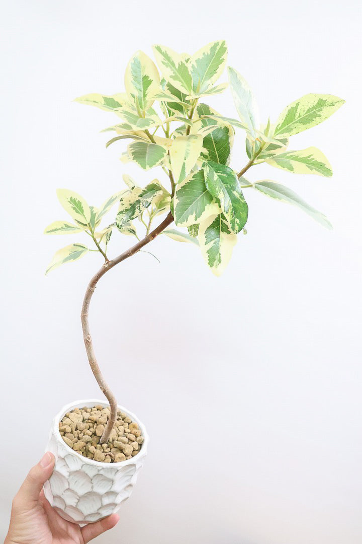 【斑入りフランスゴム】個性的なデザインのPOT!希少な斑入りです!しかも今回は曲がりタイプ!肉厚のかわいい葉っぱが特徴の観葉植物!!良い色出てます!