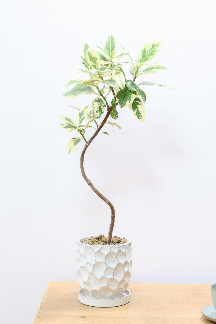 【斑入りフランスゴム】個性的なデザインのPOT!希少な斑入りです!しかも今回は曲がりタイプ!肉厚のかわいい葉っぱが特徴の観葉植物!!良い色出てます!