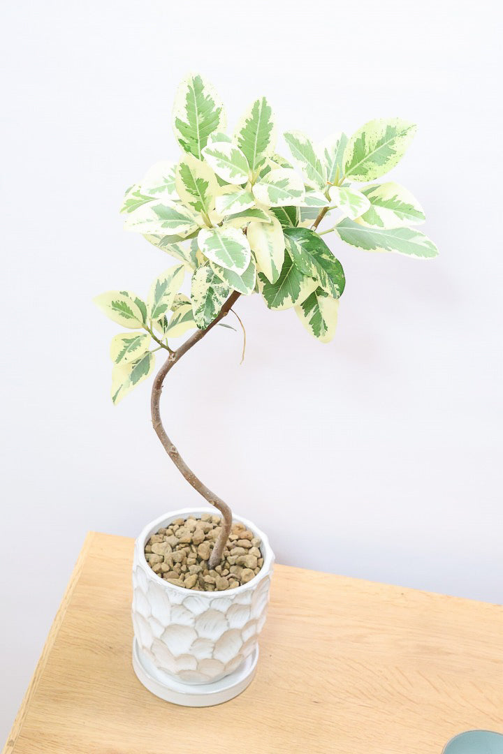 【斑入りフランスゴム】個性的なデザインのPOT!希少な斑入りです!しかも今回は曲がりタイプ!肉厚のかわいい葉っぱが特徴の観葉植物!!良い色出てます!