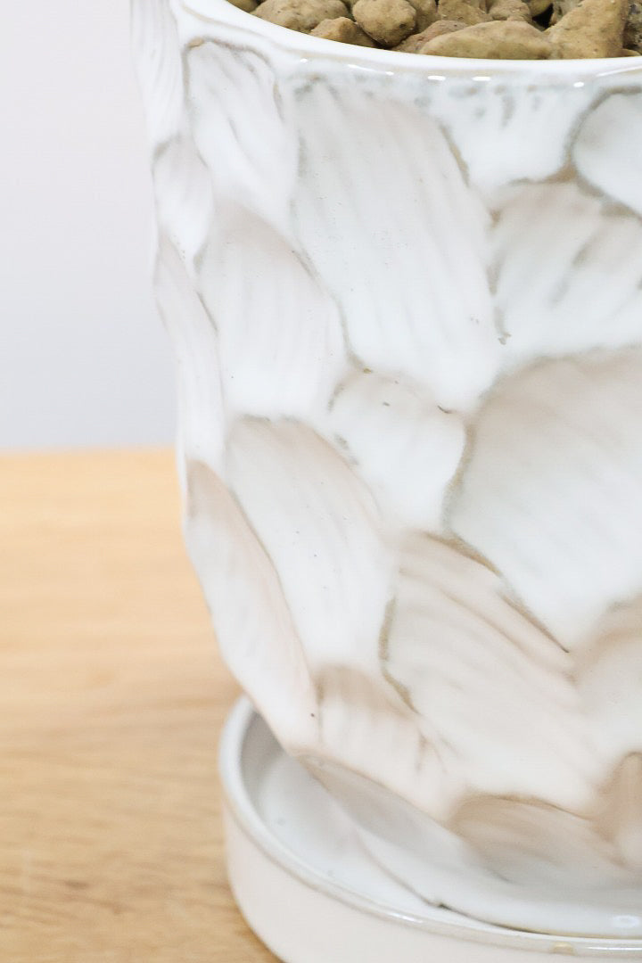 【斑入りフランスゴム】個性的なデザインのPOT!希少な斑入りです!しかも今回は曲がりタイプ!肉厚のかわいい葉っぱが特徴の観葉植物!!良い色出てます!