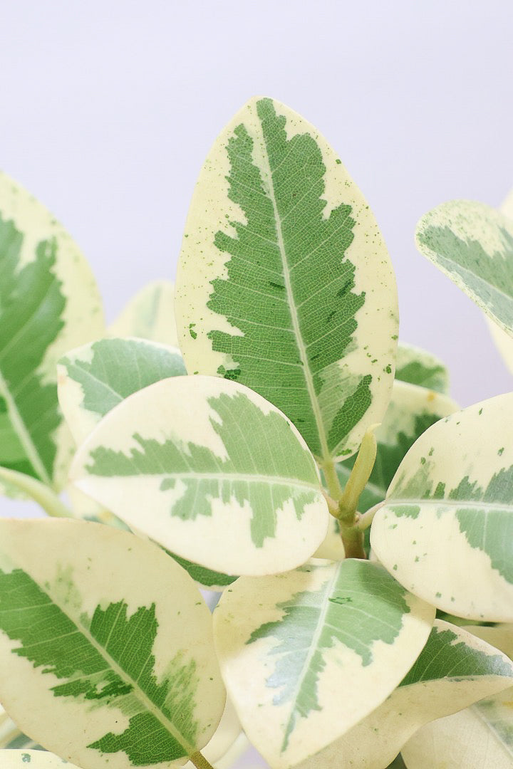 【斑入りフランスゴム】個性的なデザインのPOT!希少な斑入りです!しかも今回は曲がりタイプ!肉厚のかわいい葉っぱが特徴の観葉植物!!良い色出てます!