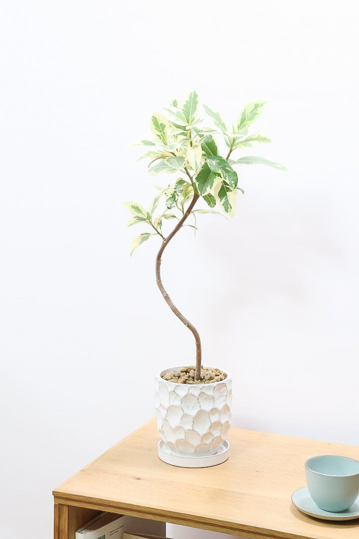 【斑入りフランスゴム】個性的なデザインのPOT!希少な斑入りです!しかも今回は曲がりタイプ!肉厚のかわいい葉っぱが特徴の観葉植物!!良い色出てます!