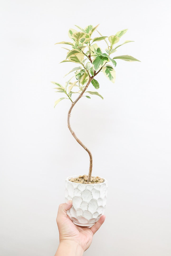 【斑入りフランスゴム】個性的なデザインのPOT!希少な斑入りです!しかも今回は曲がりタイプ!肉厚のかわいい葉っぱが特徴の観葉植物!!良い色出てます!