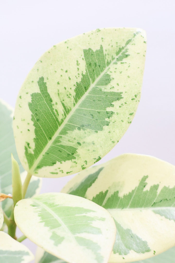 【斑入りフランスゴム】個性的なデザインのPOT!希少な斑入りです!しかも今回は曲がりタイプ!肉厚のかわいい葉っぱが特徴の観葉植物!!良い色出てます!