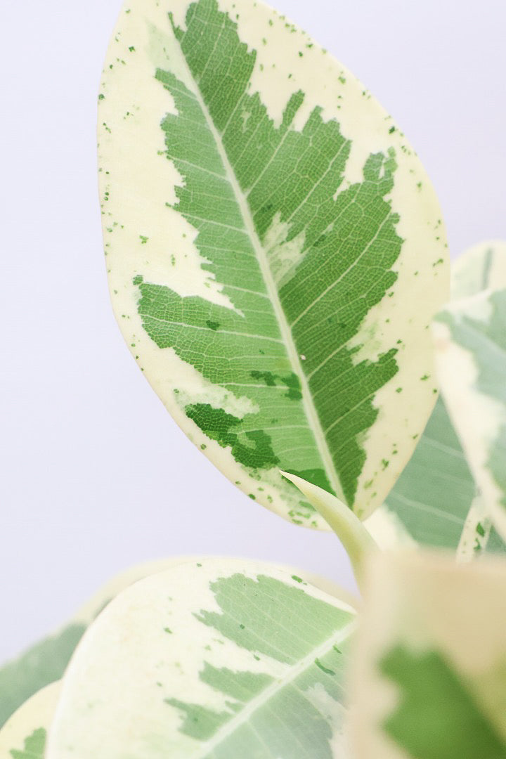 【斑入りフランスゴム】個性的なデザインのPOT!希少な斑入りです!しかも今回は曲がりタイプ!肉厚のかわいい葉っぱが特徴の観葉植物!!良い色出てます!