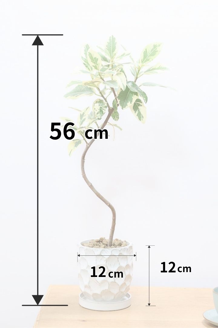 【斑入りフランスゴム】個性的なデザインのPOT!希少な斑入りです!しかも今回は曲がりタイプ!肉厚のかわいい葉っぱが特徴の観葉植物!!良い色出てます!
