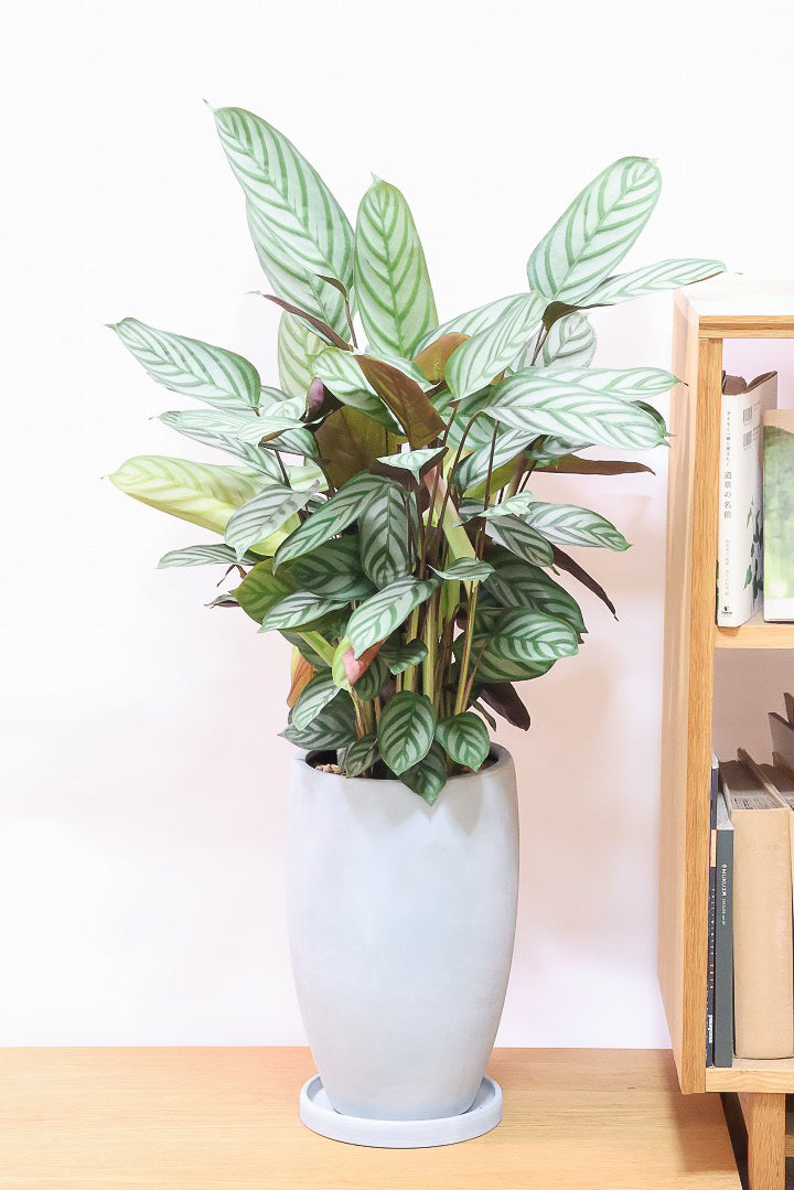 【クテナンテ セトサ】シックな葉色がとても美しいクテナンテの中でも人気の品種です!