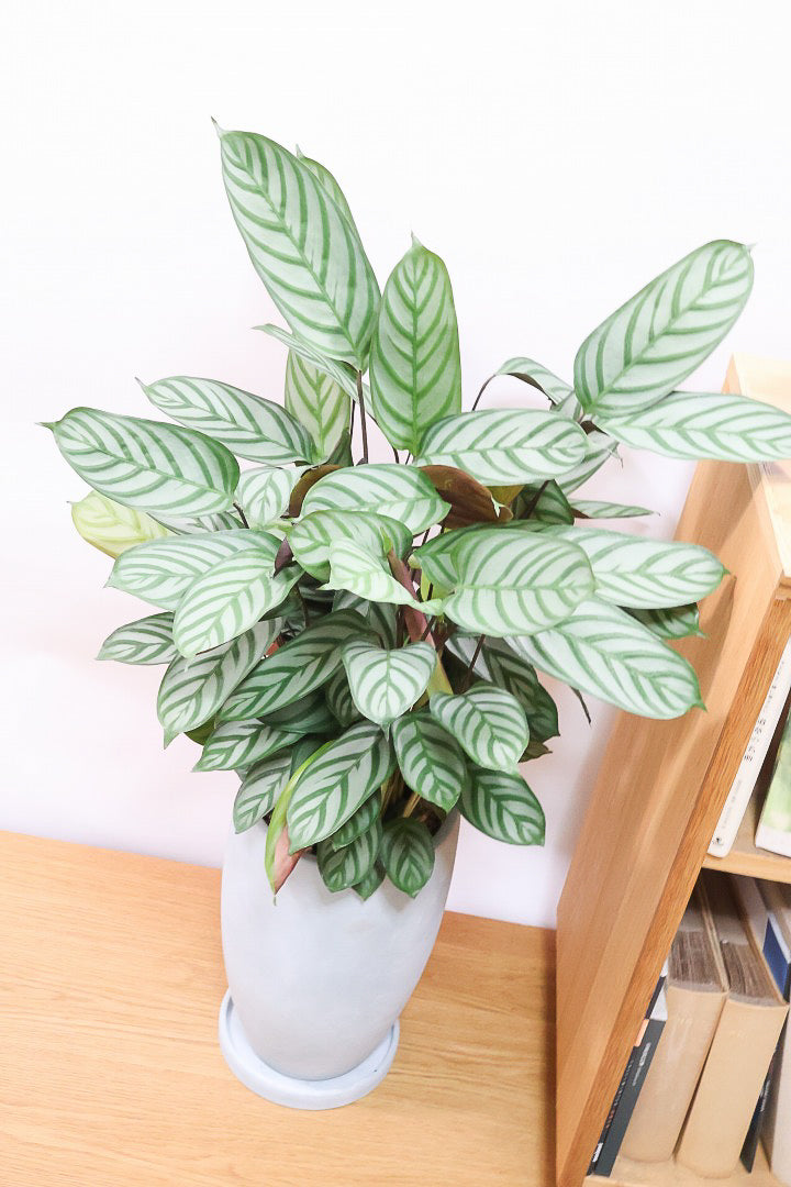 【クテナンテ セトサ】シックな葉色がとても美しいクテナンテの中でも人気の品種です!