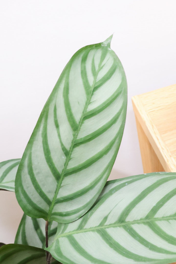 【クテナンテ セトサ】シックな葉色がとても美しいクテナンテの中でも人気の品種です!