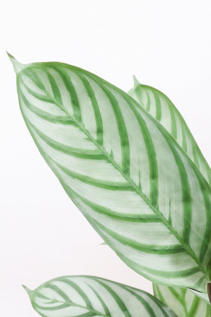 【クテナンテ セトサ】シックな葉色がとても美しいクテナンテの中でも人気の品種です!