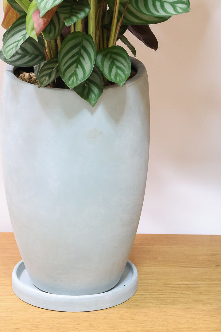 【クテナンテ セトサ】シックな葉色がとても美しいクテナンテの中でも人気の品種です!