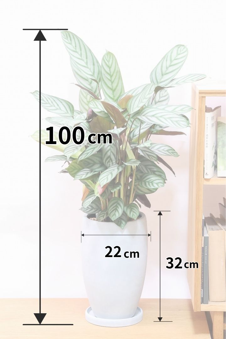 【クテナンテ セトサ】シックな葉色がとても美しいクテナンテの中でも人気の品種です!