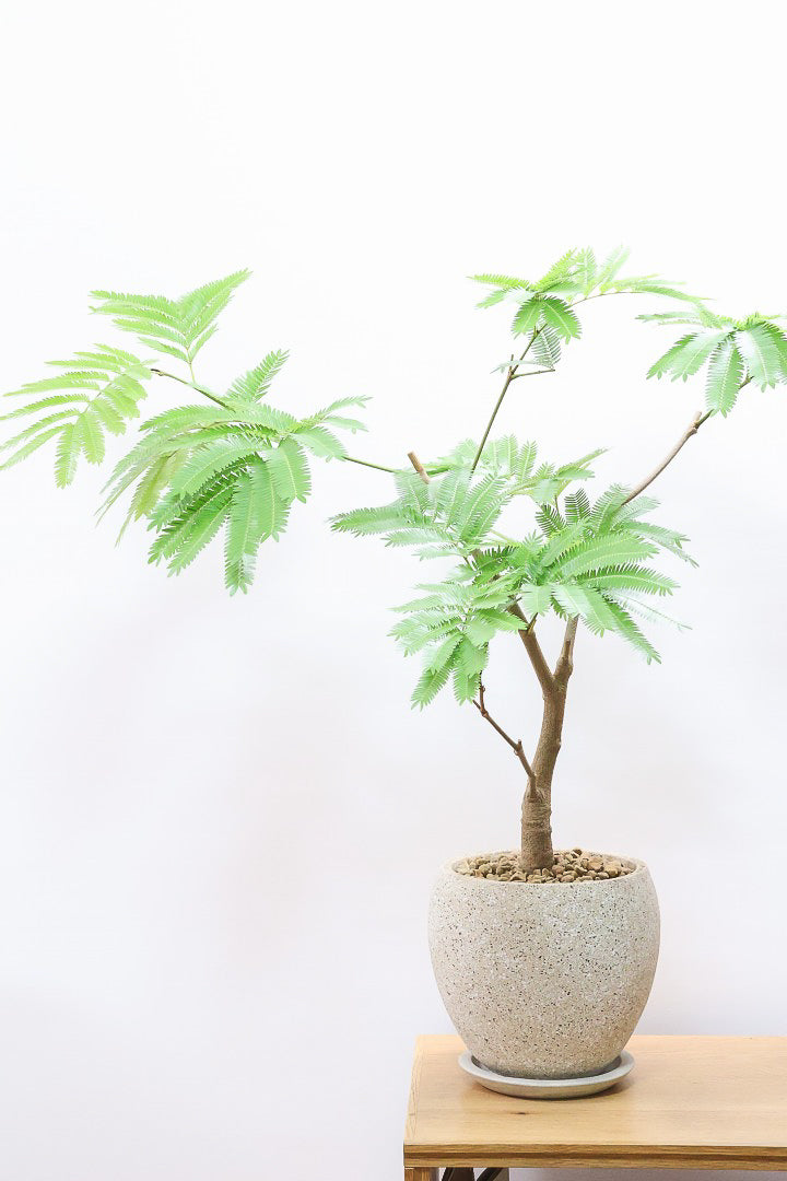 エバーフレッシュ 楽天市場】エバーフレッシュ 8号 ホワイト セラアート鉢 鉢植え
