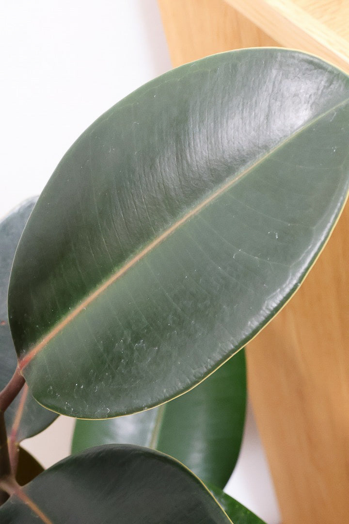 【フィカス・バーガンディ】素晴らしい植物を作る群馬県の名人生産者さんが手がけました!素晴らしい樹形です!