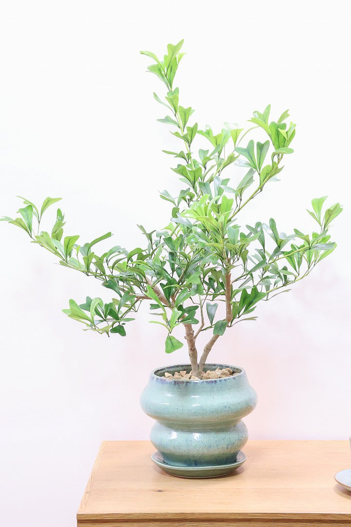 シェフレラ トライアンギュラリスGR60244| 観葉植物の通信販売