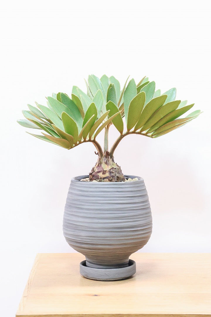 ザミア フルフラケアWGL60248| 観葉植物の通信販売 | APEGO
