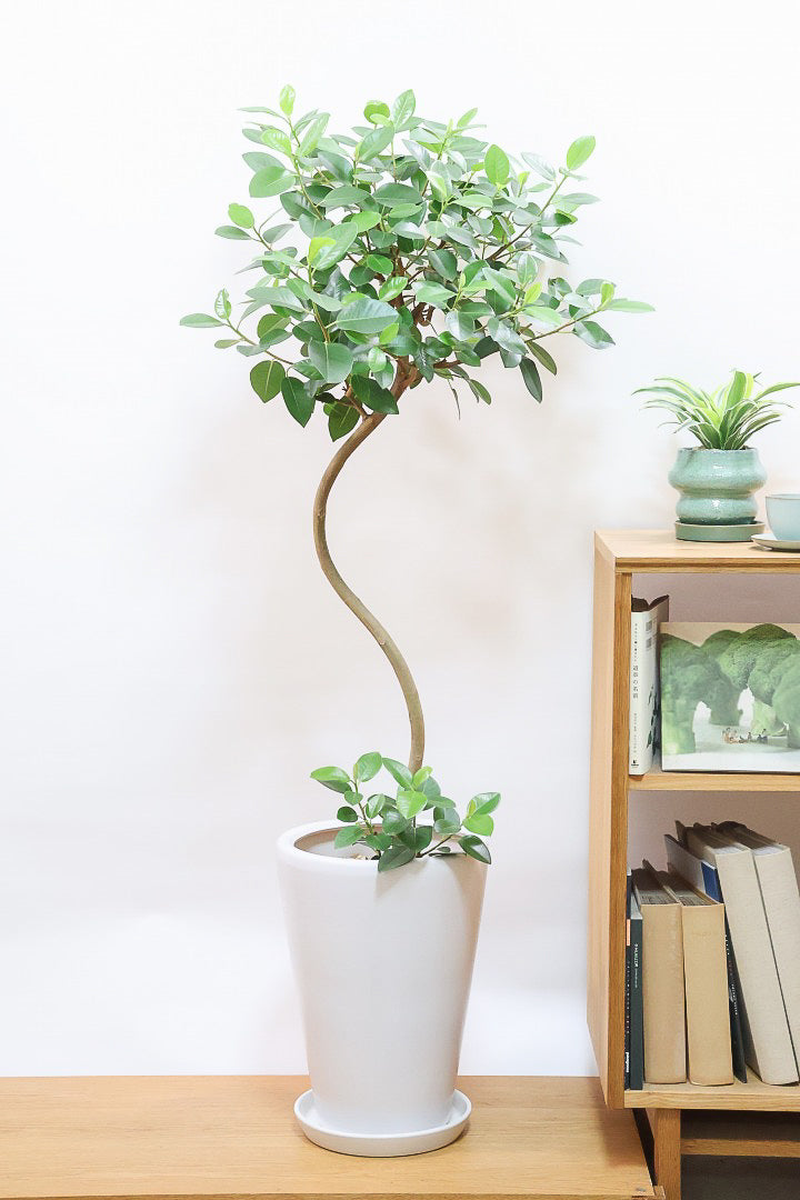 【フランスゴム】ボリュームのあるタイプ!幹のカーブと葉付きが素晴らしく整っています!