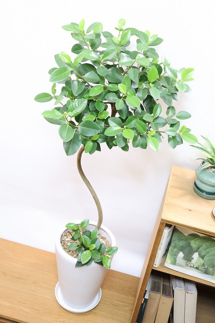 【フランスゴム】ボリュームのあるタイプ!幹のカーブと葉付きが素晴らしく整っています!