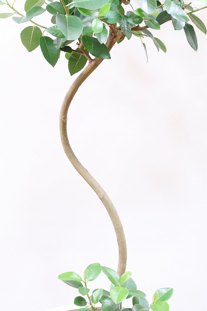 【フランスゴム】ボリュームのあるタイプ!幹のカーブと葉付きが素晴らしく整っています!