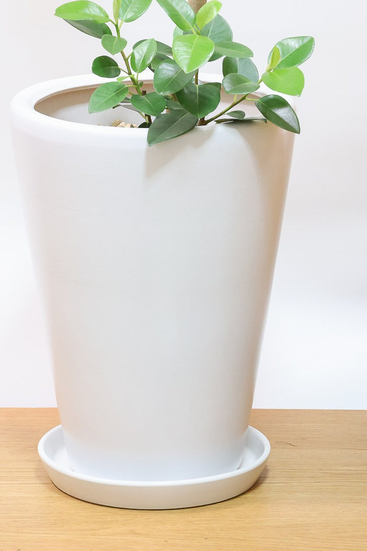 【フランスゴム】ボリュームのあるタイプ!幹のカーブと葉付きが素晴らしく整っています!