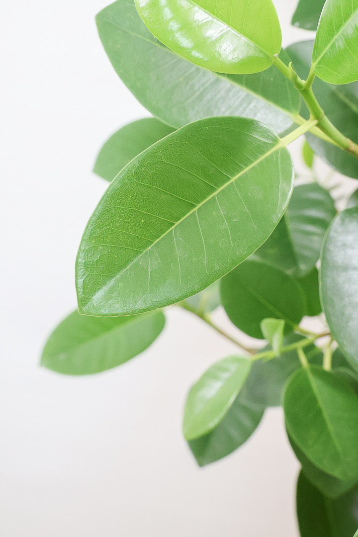 【フランスゴム】ボリュームのあるタイプ!幹のカーブと葉付きが素晴らしく整っています!