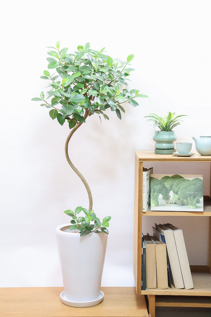 【フランスゴム】ボリュームのあるタイプ!幹のカーブと葉付きが素晴らしく整っています!