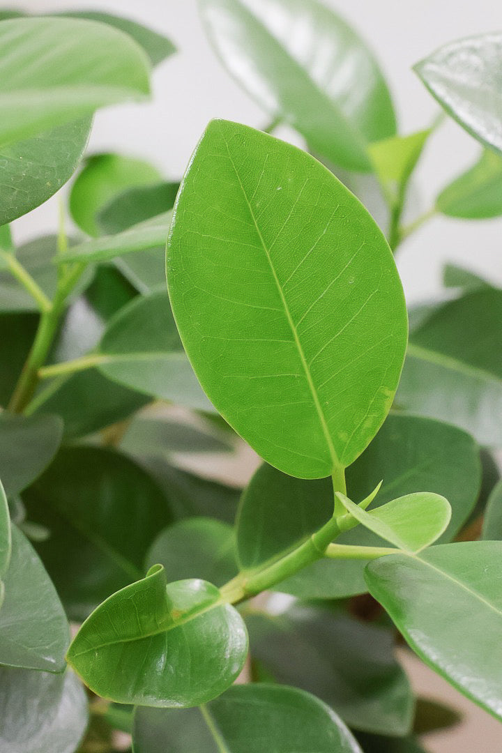 【フランスゴム】ボリュームのあるタイプ!幹のカーブと葉付きが素晴らしく整っています!