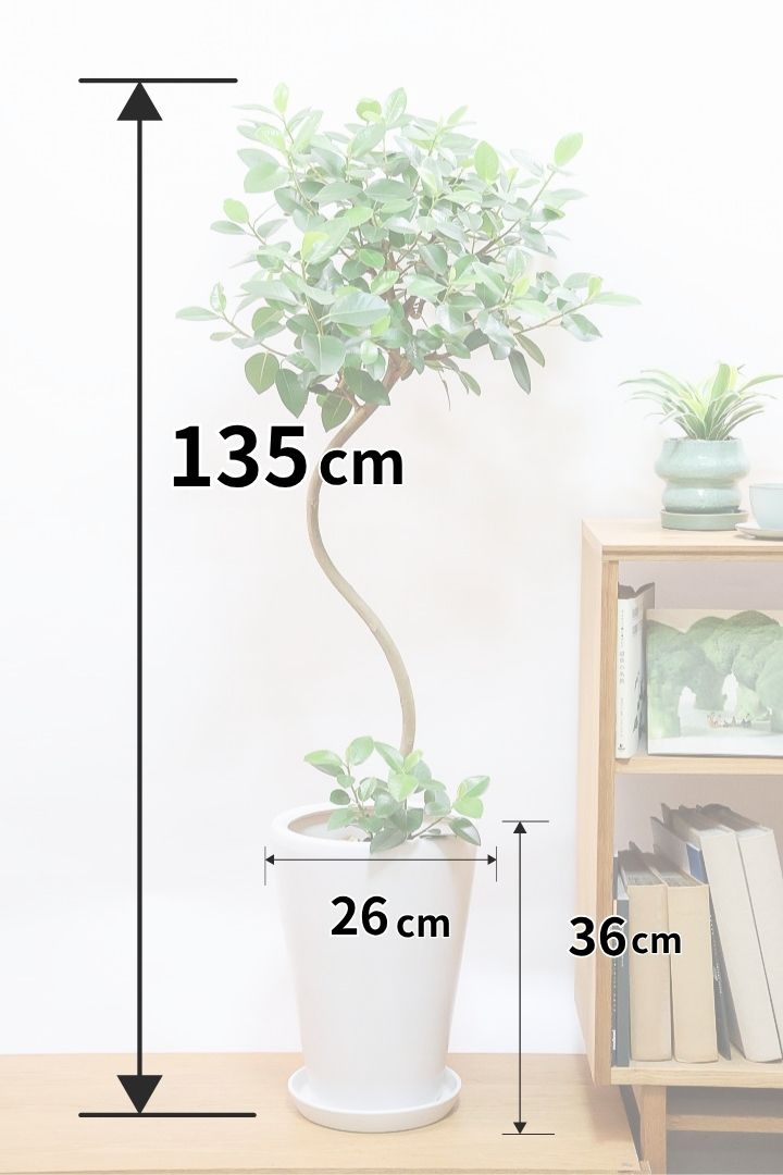 【フランスゴム】ボリュームのあるタイプ!幹のカーブと葉付きが素晴らしく整っています!