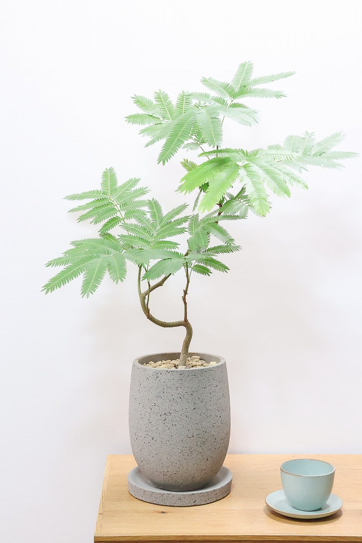 エバーフレッシュCO60261| 観葉植物の通信販売 | APEGO(アペーゴ)
