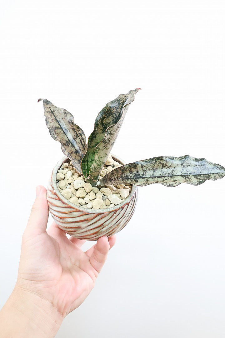 【サンスベリア キルキー】仲良しの生産者さんからいい形のものを分けてもらいました!個性的なフォルムが素敵!