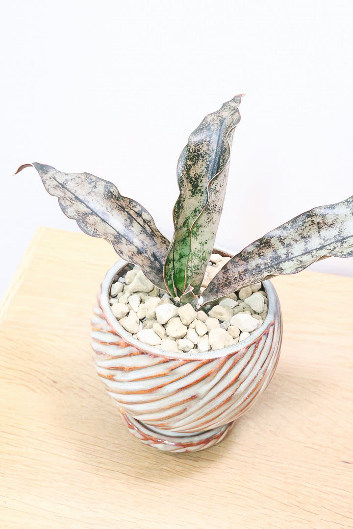 【サンスベリア キルキー】仲良しの生産者さんからいい形のものを分けてもらいました!個性的なフォルムが素敵!