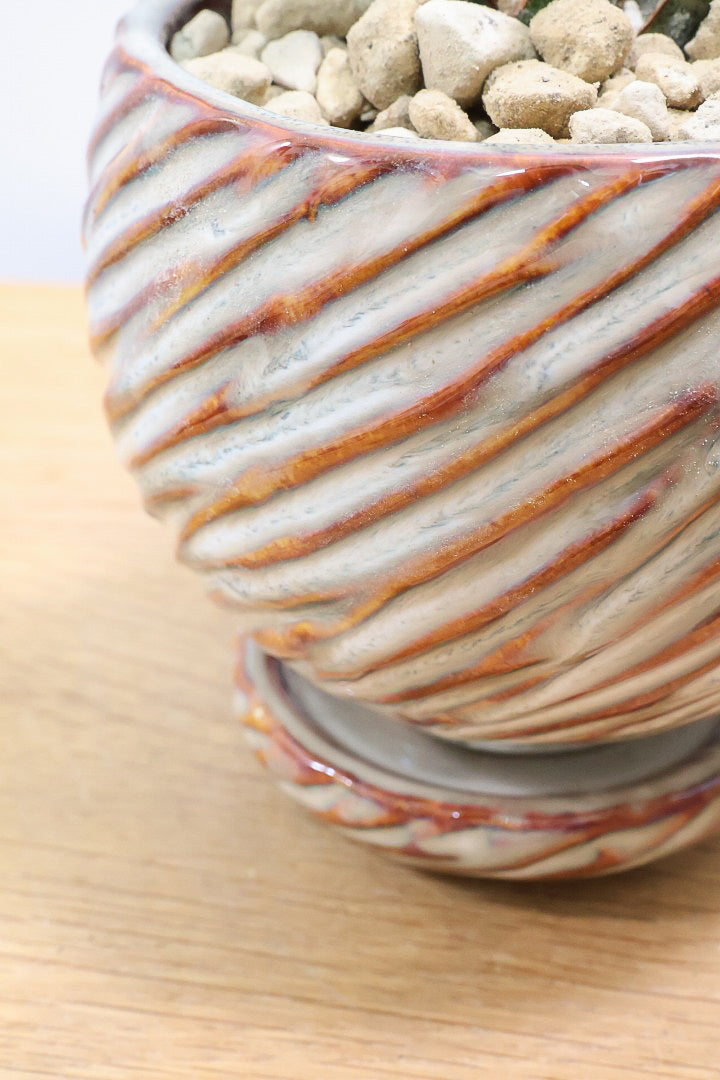 【サンスベリア キルキー】仲良しの生産者さんからいい形のものを分けてもらいました!個性的なフォルムが素敵!