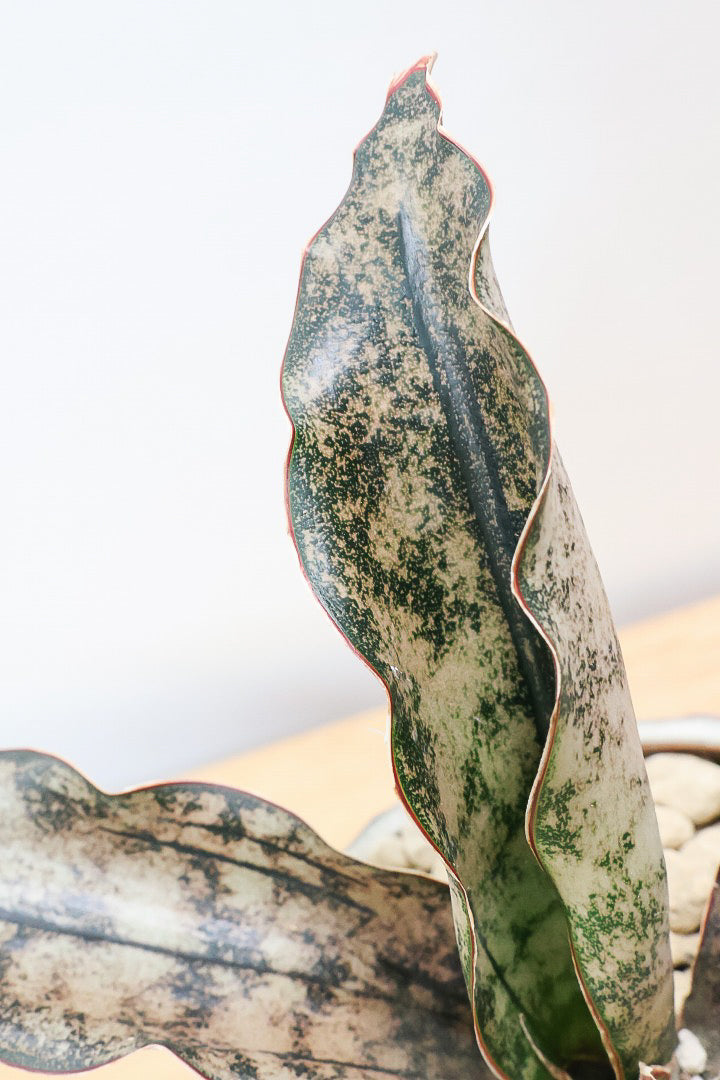 【サンスベリア キルキー】仲良しの生産者さんからいい形のものを分けてもらいました!個性的なフォルムが素敵!