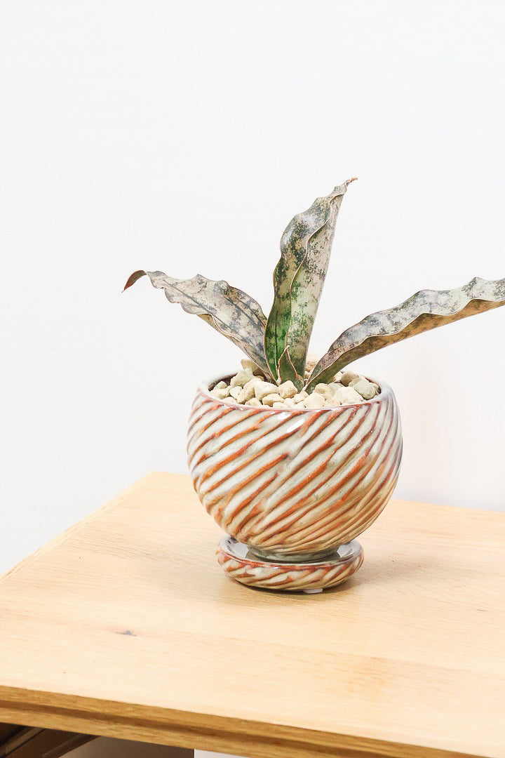 【サンスベリア キルキー】仲良しの生産者さんからいい形のものを分けてもらいました!個性的なフォルムが素敵!