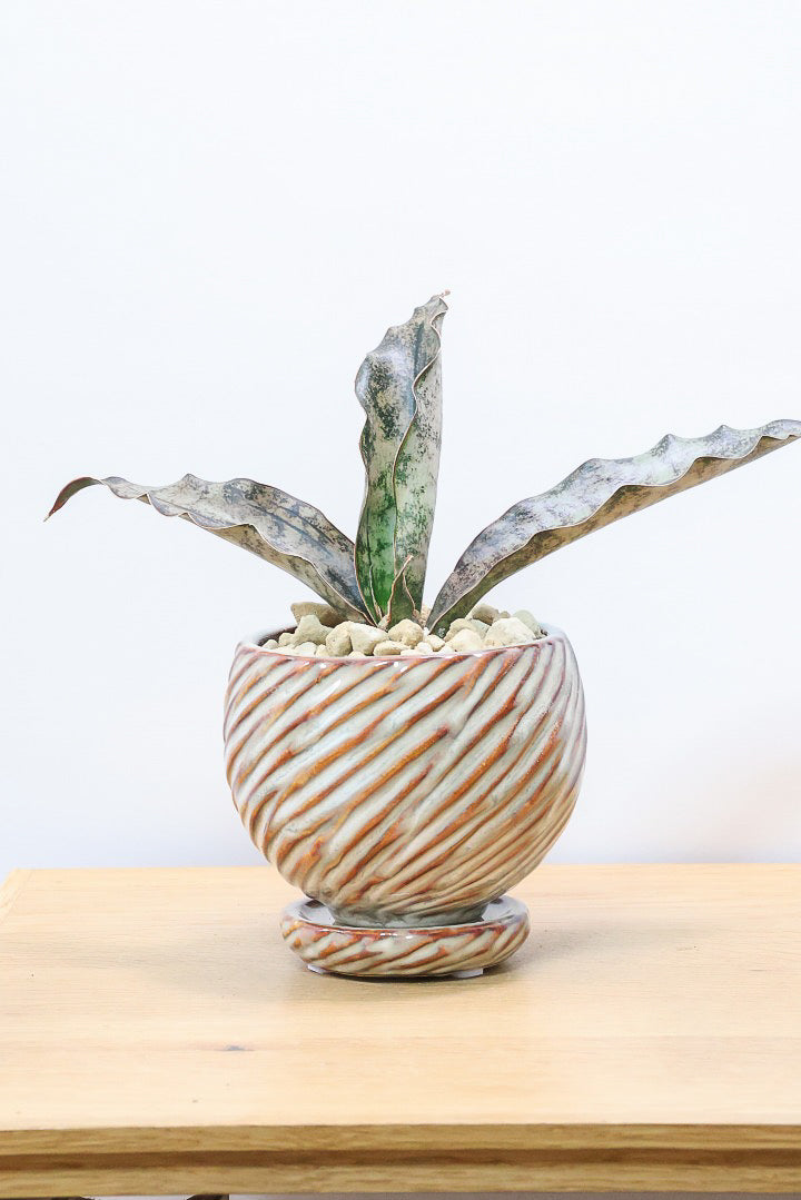 【サンスベリア キルキー】仲良しの生産者さんからいい形のものを分けてもらいました!個性的なフォルムが素敵!