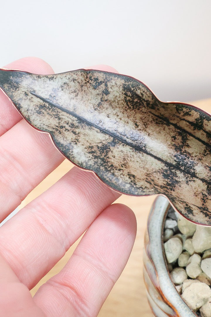 【サンスベリア キルキー】仲良しの生産者さんからいい形のものを分けてもらいました!個性的なフォルムが素敵!