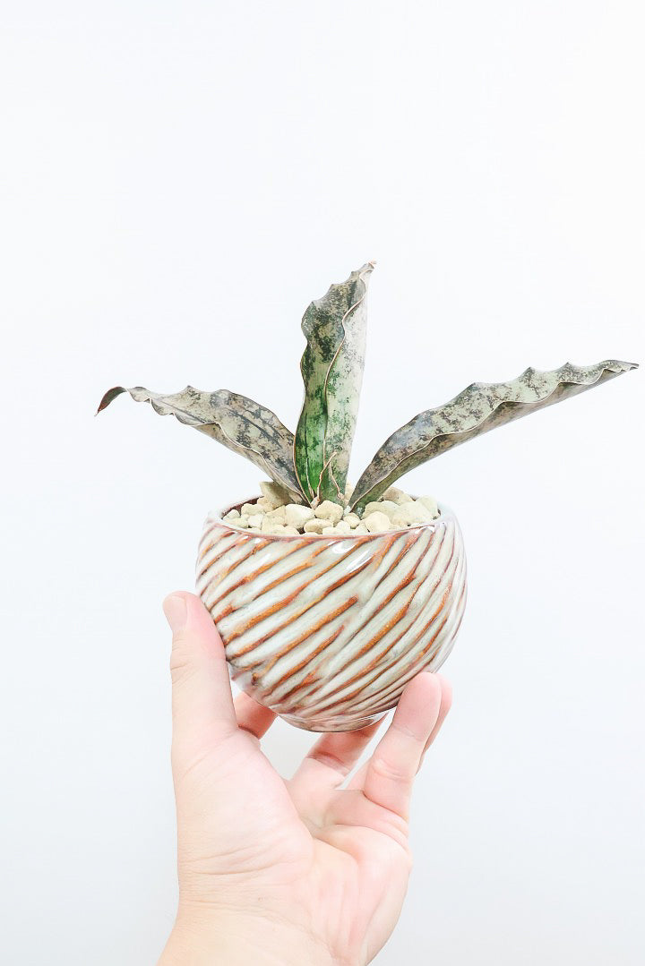 【サンスベリア キルキー】仲良しの生産者さんからいい形のものを分けてもらいました!個性的なフォルムが素敵!