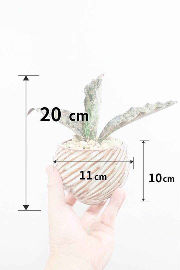 【サンスベリア キルキー】仲良しの生産者さんからいい形のものを分けてもらいました!個性的なフォルムが素敵!